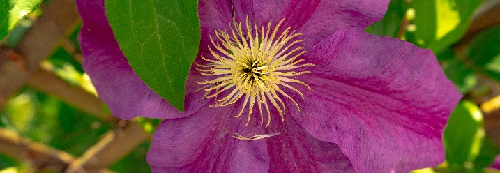 Lila Gartenblume mit gelber Blütenmitte